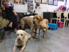 -严国平动物医院(德政总院)