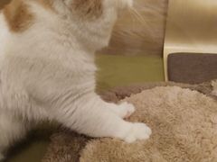 -滚猫咖啡·猫咖·猫友好撸猫(未来城店)