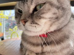 -平行世界·猫咖(首经贸店)