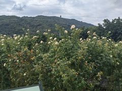 -亚龙湾国际玫瑰谷