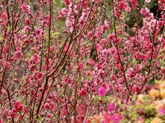 -桃花涧