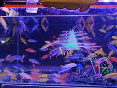 -中环花鸟鱼虫市场