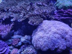 -西雅图水族馆