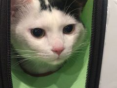 -瑞派名望24h动物医院异宠专科·猫专科·骨科·重症监护分院
