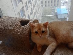 -猫爪屋猫咖(乐汇城店)