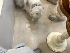 -共舞时光猫咖·狗咖(新街口店)
