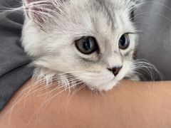 -瑞派福兴宠物医院犬猫全科·骨科·中西医结合(河东店)