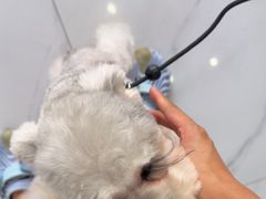 -瑞派罗医生宠物诊所(古镇分所)