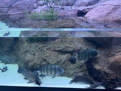 -上海海洋水族馆