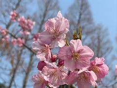 -上海滨江森林公园