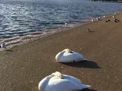 -海德公园