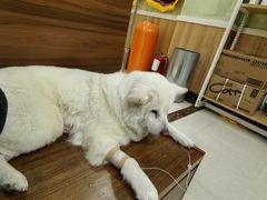 -瑞鹏宠物医院·夜间急症·心超·猫科(祖庙分店)