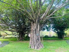 -荔香公园