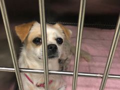 -东莞宠友24H宠物中心医院·转诊夜诊·异宠(新河北路院)