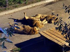 -大连森林动物园