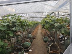 -马陆小张葡萄园农家乐