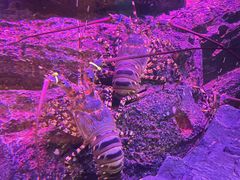 -暹罗海洋世界