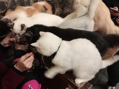 -猫色咖啡·猫咖