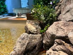 -森味薪火烧•烧鸟居酒屋•日本料理(望京店)