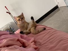 -宠爱有家宠物店(环镇北路店)