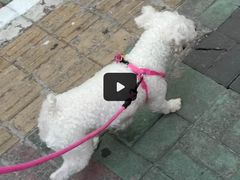 -PETKIT小佩宠物·低压洗护(国顺东路店)