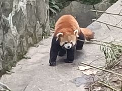 -都江堰中华大熊猫苑