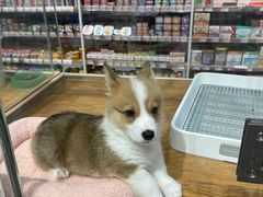 -狗道宠物(常熟印象城店)