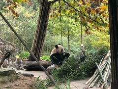 -都江堰中华大熊猫苑