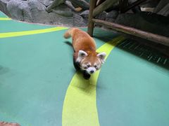 -海合安成都极地海洋公园