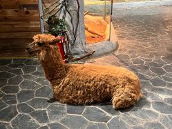 -Zoolung Zoolung动物主题公园(海信广场店)