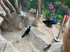 -海合安武汉极地海洋公园