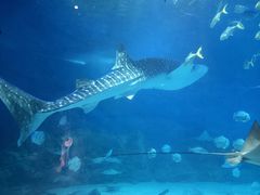 -烟台海昌鲸鲨海洋公园