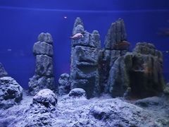 -北海海底世界