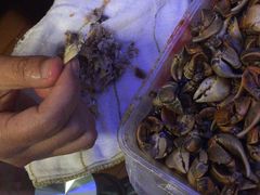 -蒋国权蟛蜞螯权鸭馆(天鹤店)