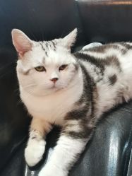 -众刺纹画·纹身·穿孔饰品·海娜定制