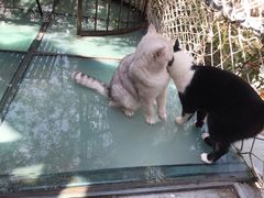 -喵屿·大理花园猫咖