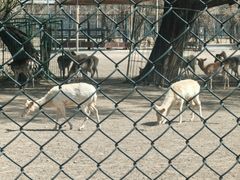 -北京麋鹿生态实验中心