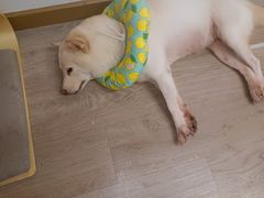 -柴迷FANS CLUB·柴犬狗咖·猫咖