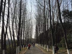 -昆山城市生态森林公园