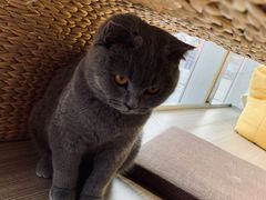 -藏猫猫咖啡主题馆(中央大道店)