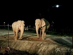 -清迈夜间动物园