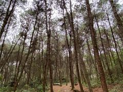 -铁山坪森林公园