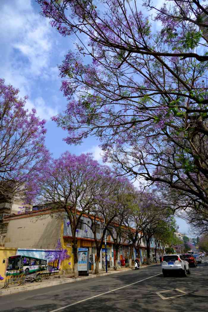 蓝花楹主题公园