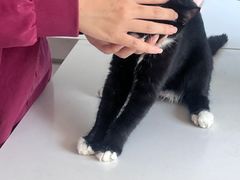 -瑞派福兴宠物医院犬猫全科·骨科·中西医结合(河东店)