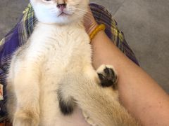 -飞行喵MR PILOT|猫舍·猫咖(静安大融城店)