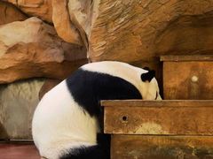 -成都动物园