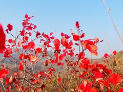 -北京西山国家森林公园