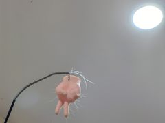 -滚猫咖啡·猫咖·猫友好撸猫(未来城店)