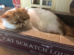 -喵屿·大理花园猫咖