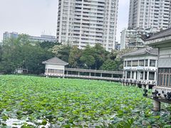 -荔湾湖公园